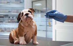 Electrolyte Test for Pets