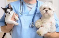 Kidney Function Test for Pets