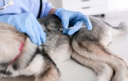 Liver Function Test for Pets