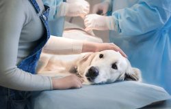 Golden Retriever getting comforted while lying on a table at the vet.