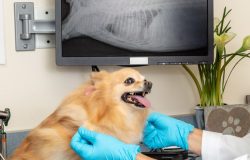 Veterinarian examining dog with xrays on screen in background