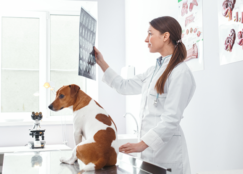 pet pathology services