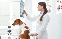 pet pathology services