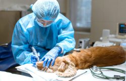 veterinary surgery services in mumbai